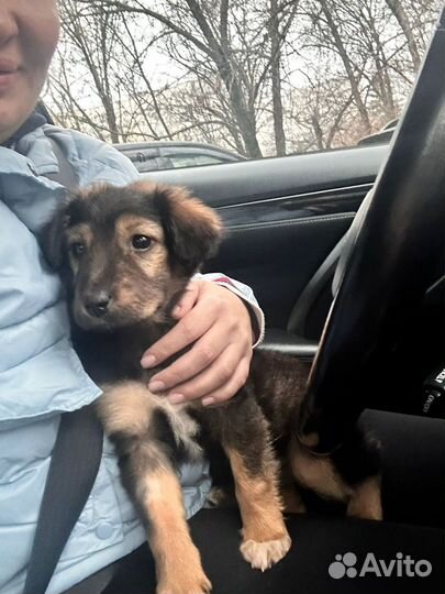 Девочка щенок коротколапик