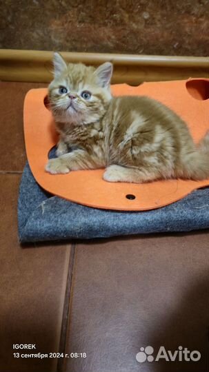 Экзотические котята