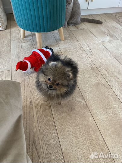 Померанский шпиц девочка