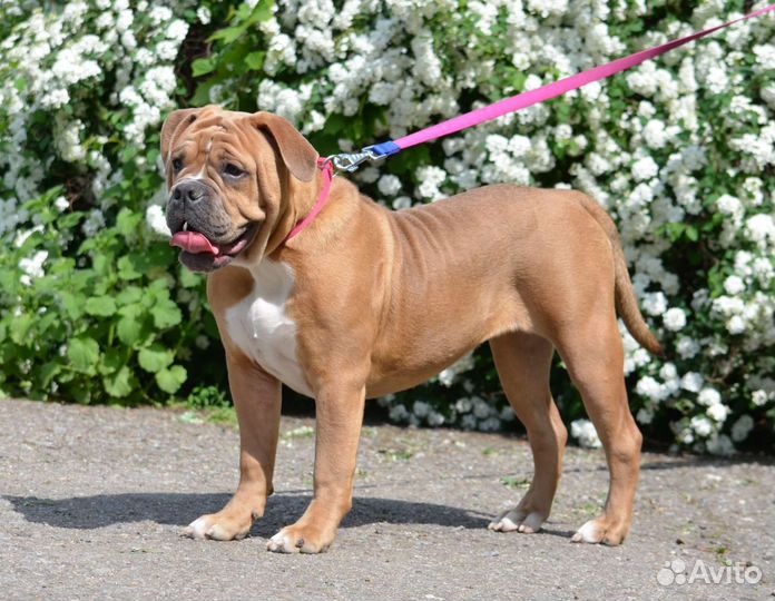 Староанглийский бульдог