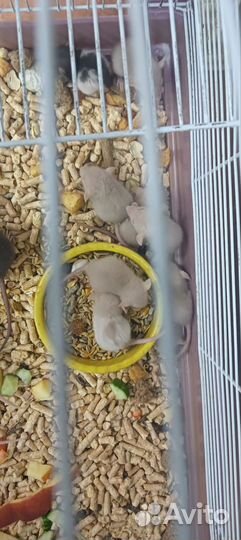 Крыса дамбо