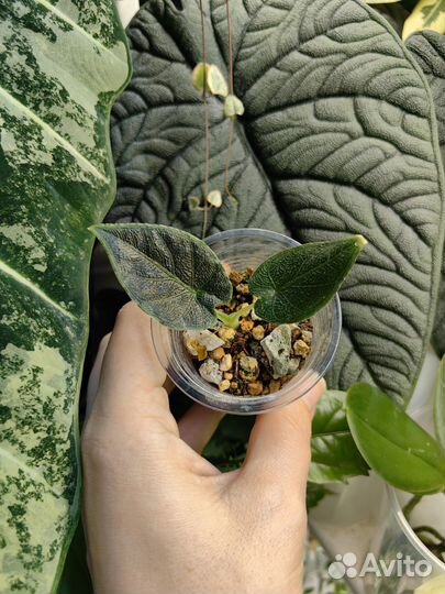 Комнатные растения Алоказия