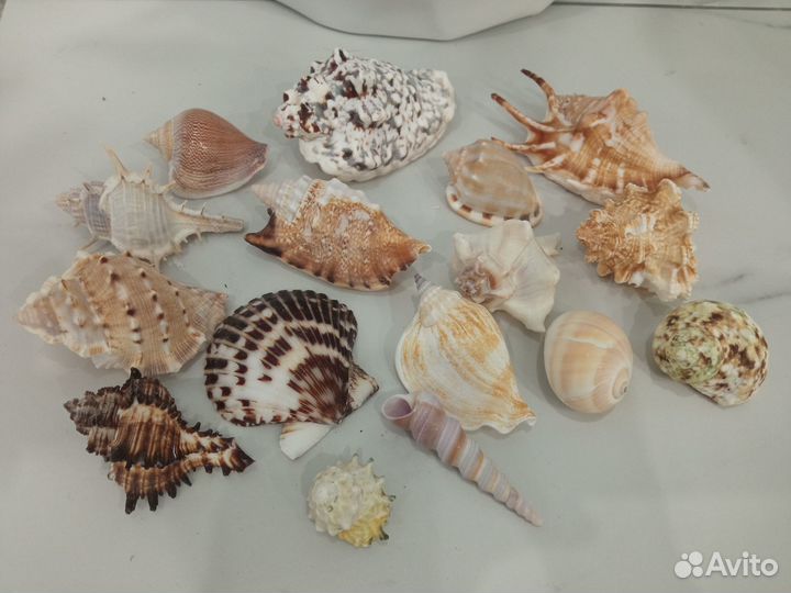 Набор ракушек