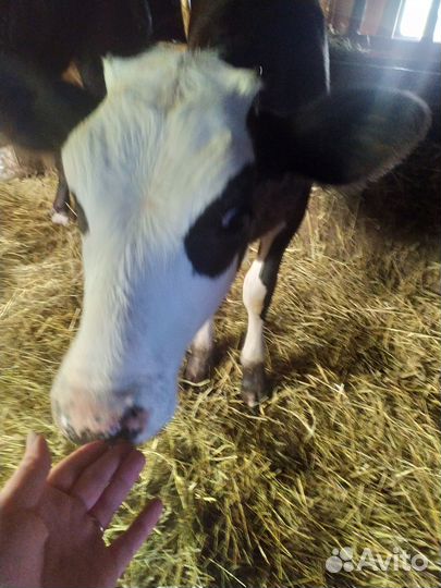 Корова дойная