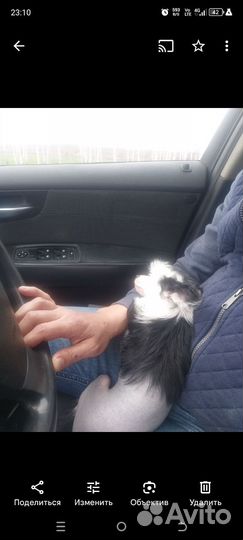 Вязка китайская хохлатая