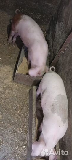 Поросята 3 мес ландрас дюрок