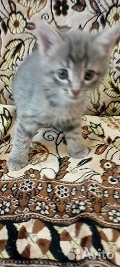 Котята в добрые руки бесплатно