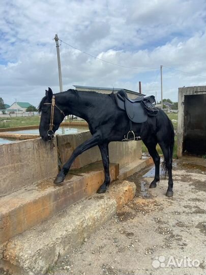 Карачаевский жеребец