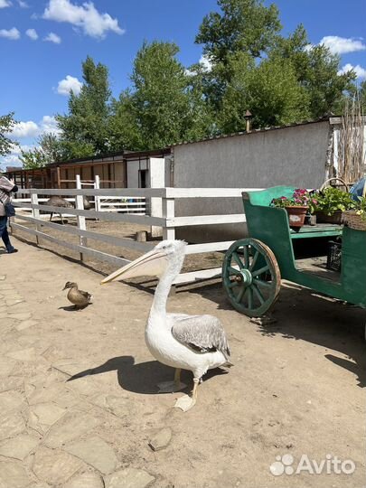 Экскурсия в парк