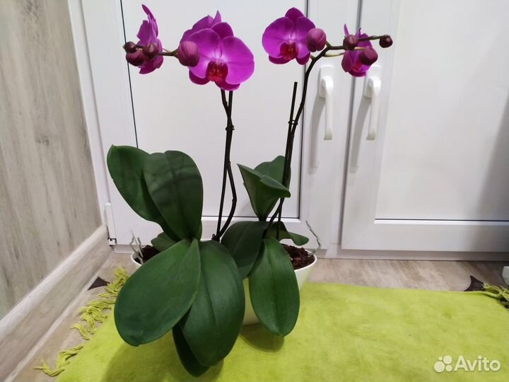 Орхидея фаленопсис