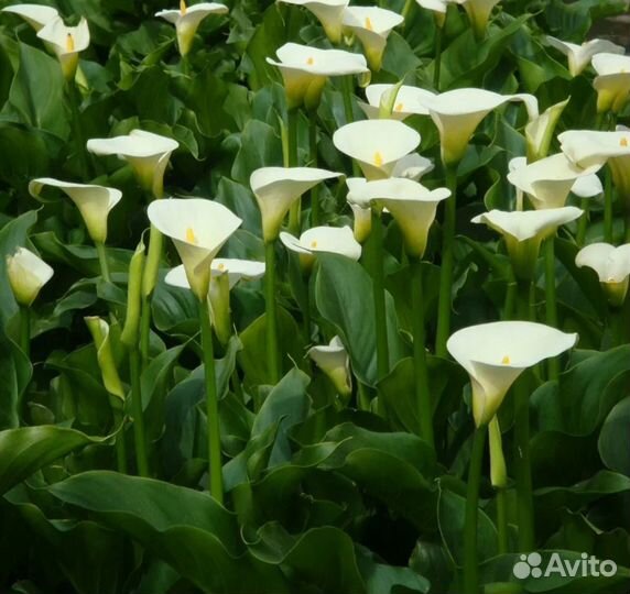 Каллы, луковицы