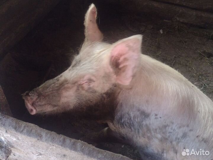 Поросята колхозные