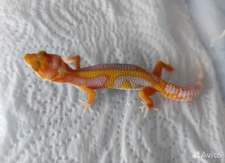 Ящер Эублефары от Кросса Блада Очень яркие рыжики