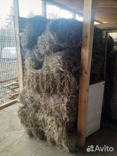 Сено свежий укос 2024 г