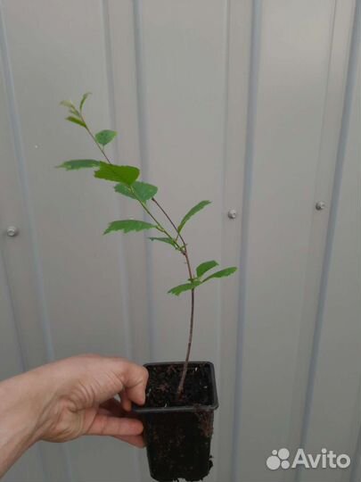 Миндаль трёхлопастный