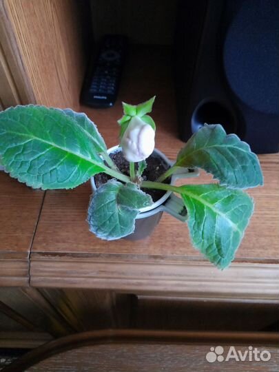 Глоксинии сортовые,редкие сорта