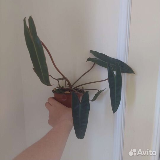 Филодендроны