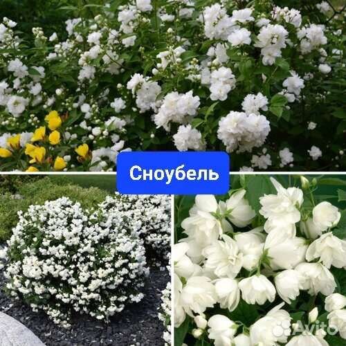 Саженцы махровых чубушников