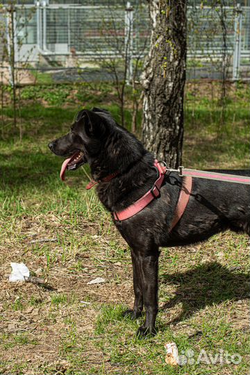 Заберите собаку Вуди из приюта