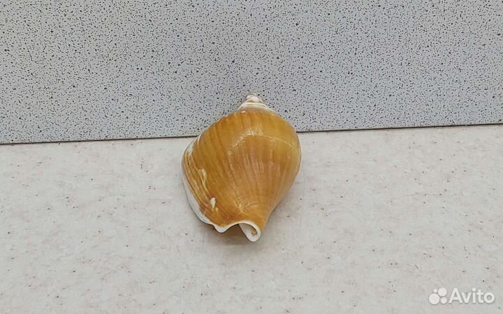 Стромбус 6 морская ракушка раковина