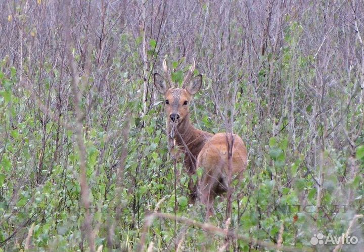 Охотугодье, охотхозяйство, охотничье хозяйство