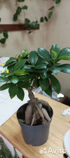 Фикусы, комнатные цветы