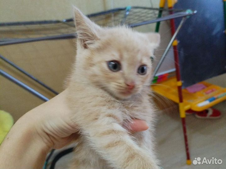 Рыжий котенок мальчик