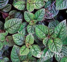 Домашние растения