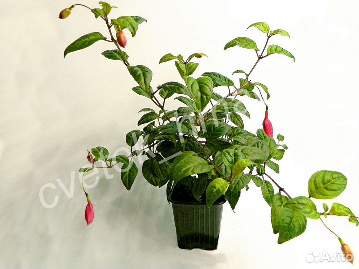 Фуксия ампельная