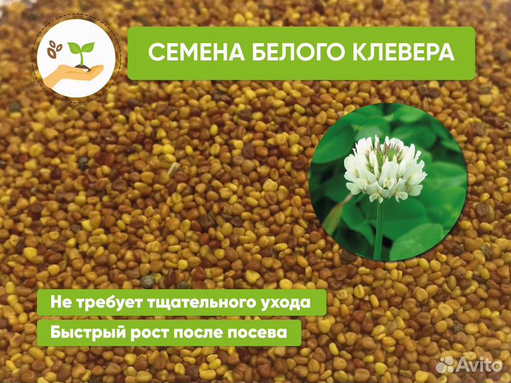 Семена белого клевера