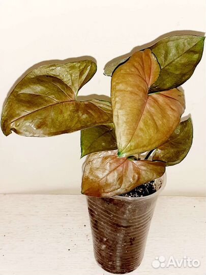 Сингониумы сортовые