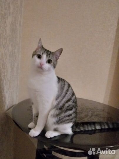 Молоденький котик ищет дом