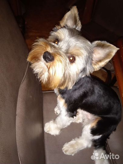 Бивер вязка