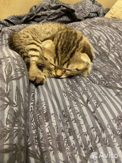 Шотландский вислоухий котенок