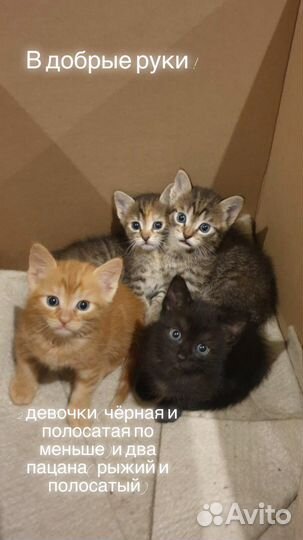 Котята в добрые руки даром