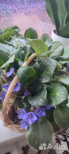 Фиалка листок