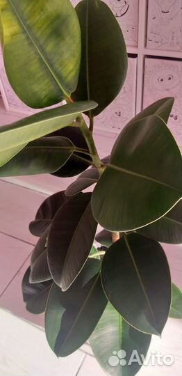 Фикус каучуконосный 80 см