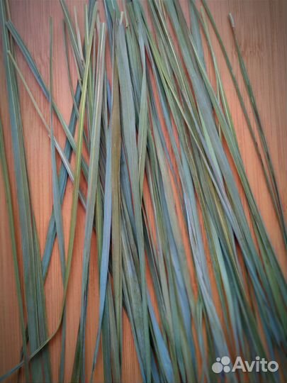 Травинка зубровки заготовка в бутылку