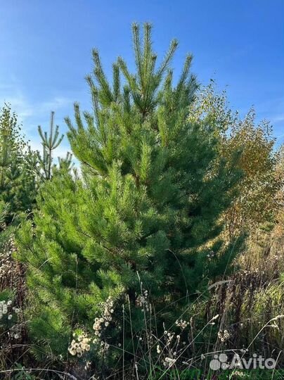 Сосна обыкновенная