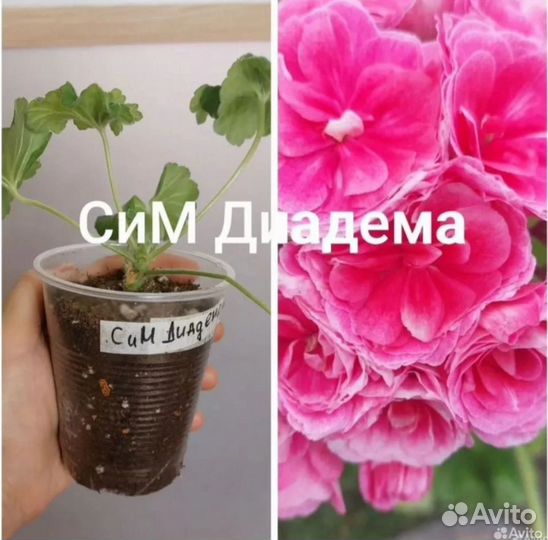 Герань пеларгония