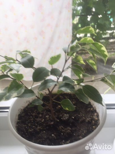 Фикус бенджамина