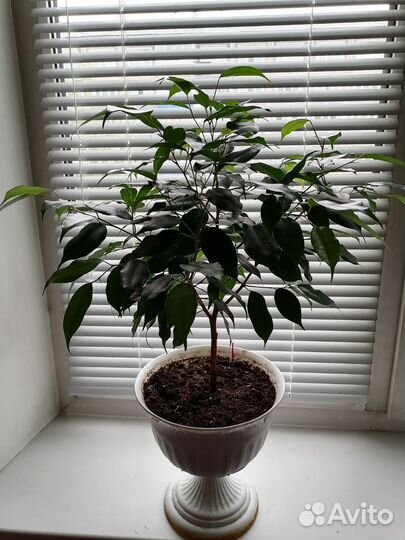 Фикус Бенджамина