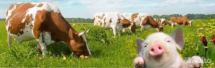 Корма для сельскохозяйственных животных
