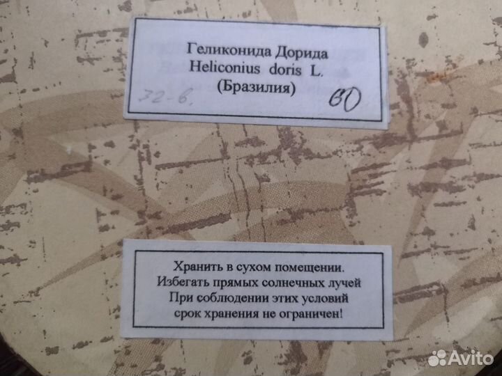 Бабочка в рамке