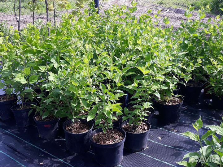 Чубушник венечный/садовый жасмин