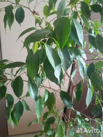 Фикус бенджамина