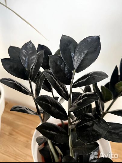 Замиокулькас черный ворон (zamioculcas raven)