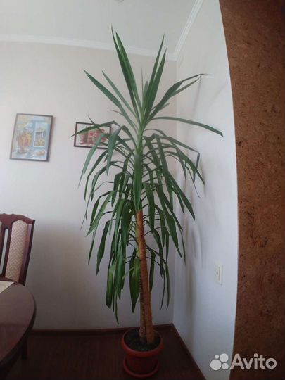 Пальма юкка