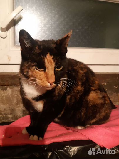 Стерилизованная кошечка ищет дом