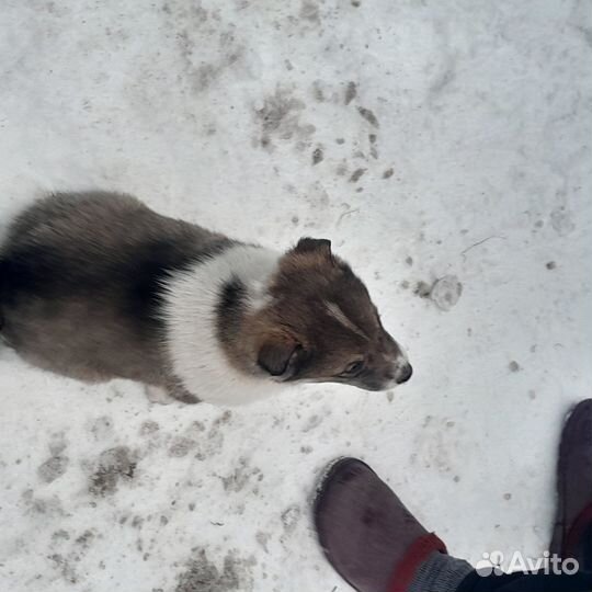 Щенки 1,5 месяца